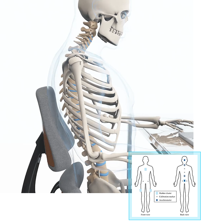 More upright spine skeleton simulation